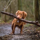 little dog carring a stick